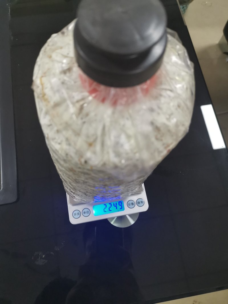 大量供应优质黑皮鸡枞菌包