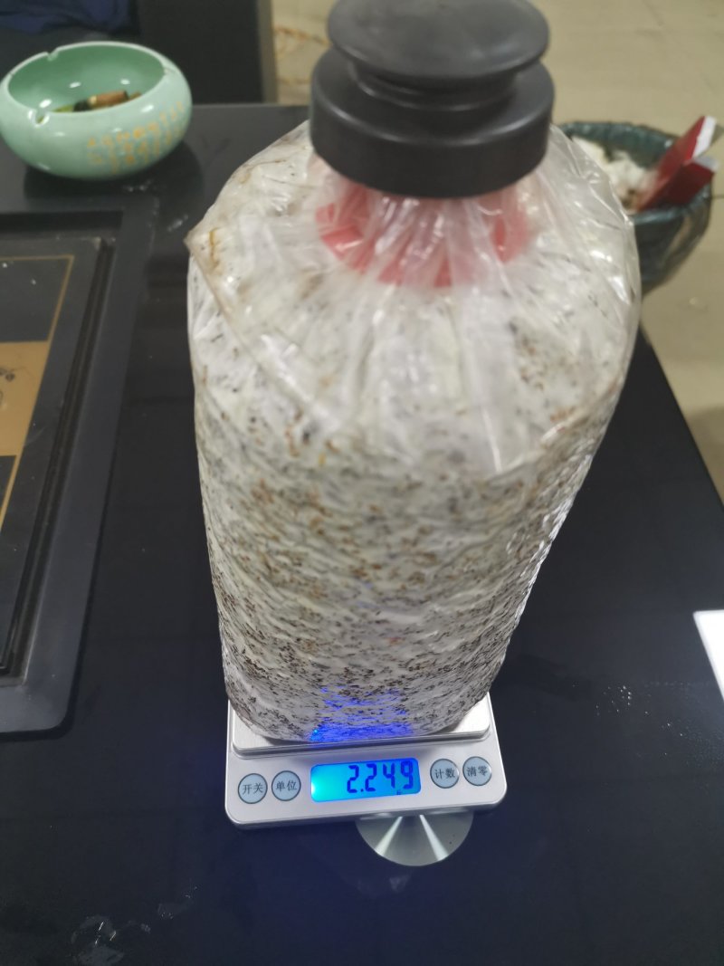 大量供应优质黑皮鸡枞菌包
