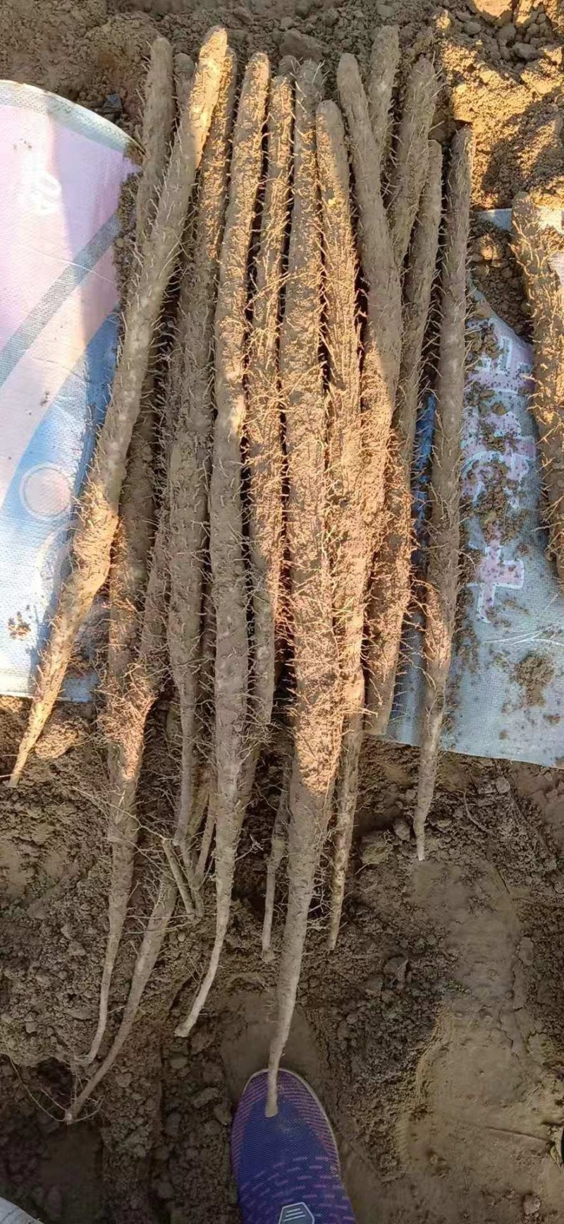 小白嘴