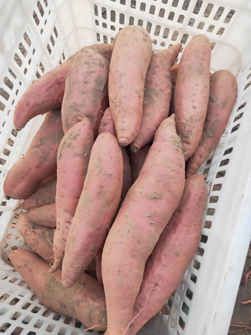 【精品】烟薯25脱毒蜜薯河北万亩基地规格齐全大量供货电联优惠