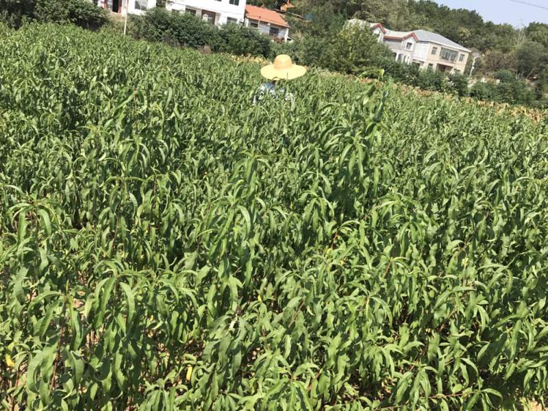 春蜜桃树苗水蜜桃苗春蜜桃苗春蜜苗桃苗特早熟桃苗