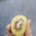 秦岭野生黄心猕猴桃