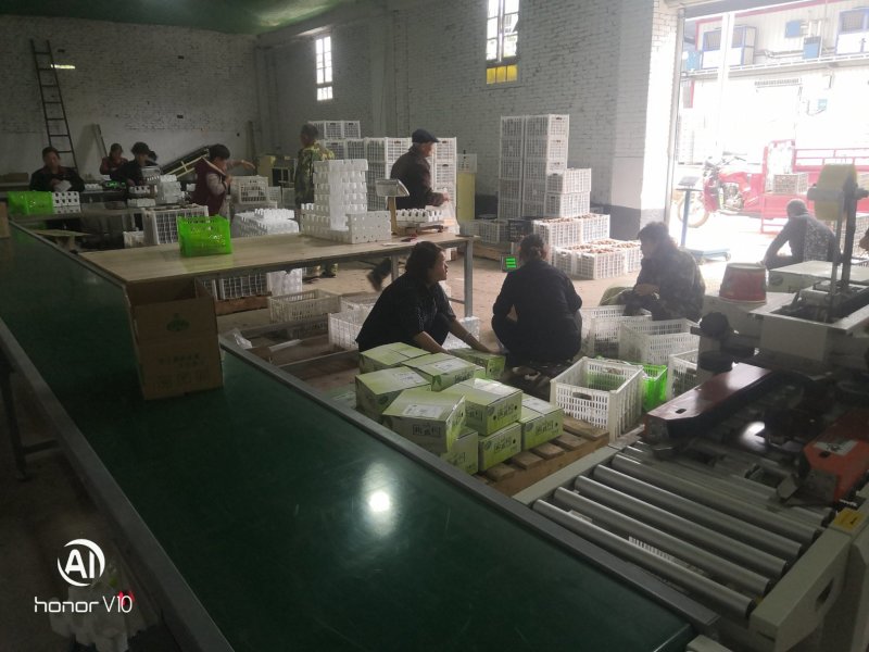眉县徐香绿心猕猴桃一件代发