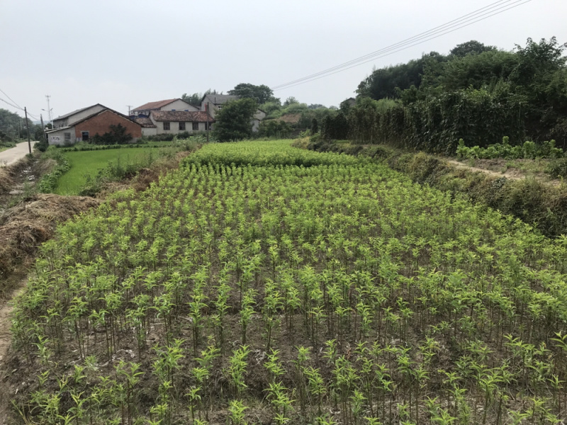 极早520桃苗红脆桃苗红翠桃苗特早熟优质桃苗极早熟桃苗
