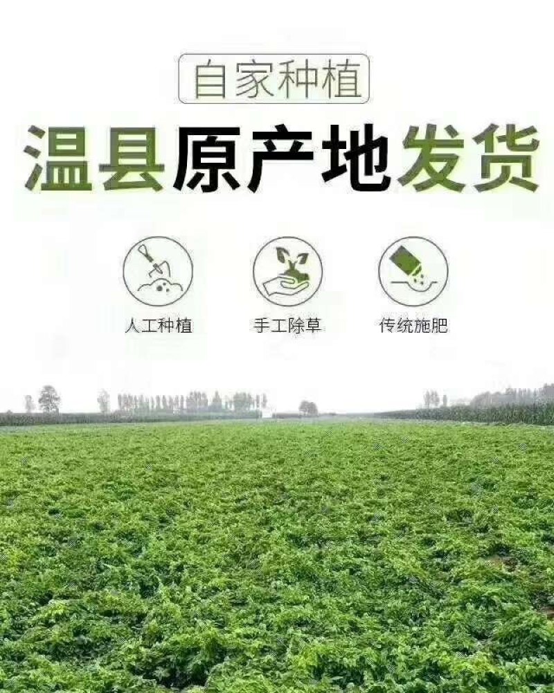 【实力【温县怀甄60起步混货2000斤，品质保证诚信为本