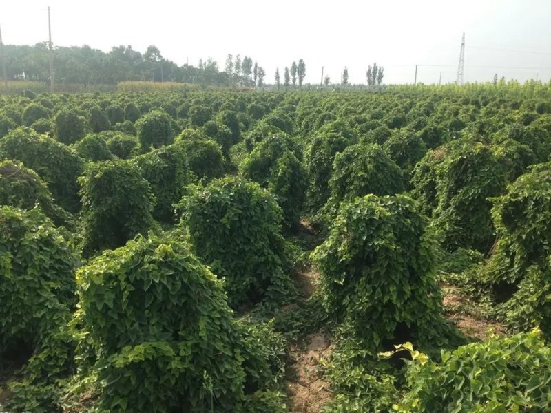 【实力【温县怀甄60起步混货2000斤，品质保证诚信为本