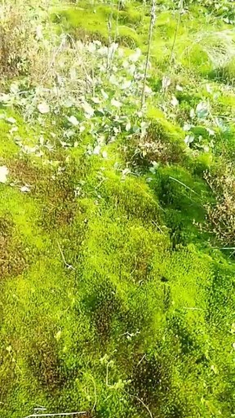 金发鲜是绿化最漂亮的苔藓，在室内可设计景观，