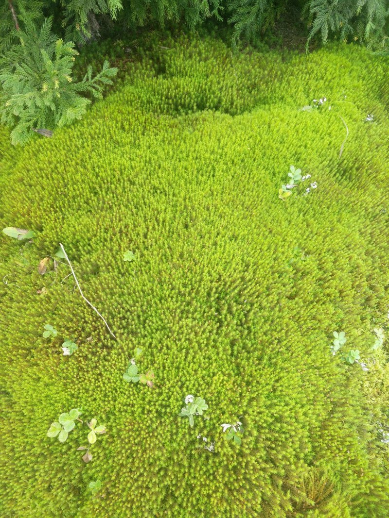 金发鲜是绿化最漂亮的苔藓，在室内可设计景观，