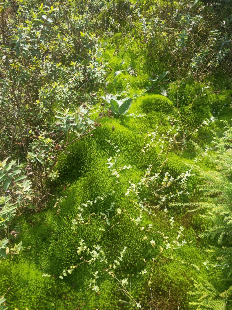 金发鲜是绿化最漂亮的苔藓，在室内可设计景观，