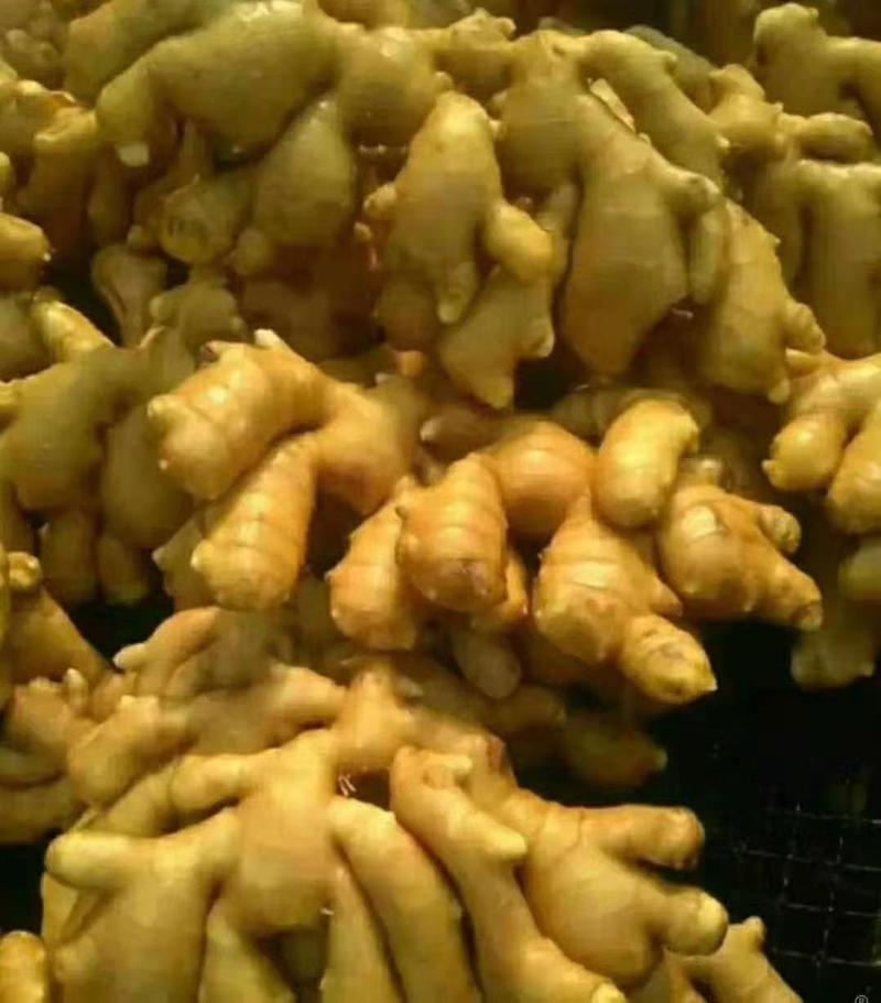 新鲜优质生姜原产地带土生姜保质保量一手货源