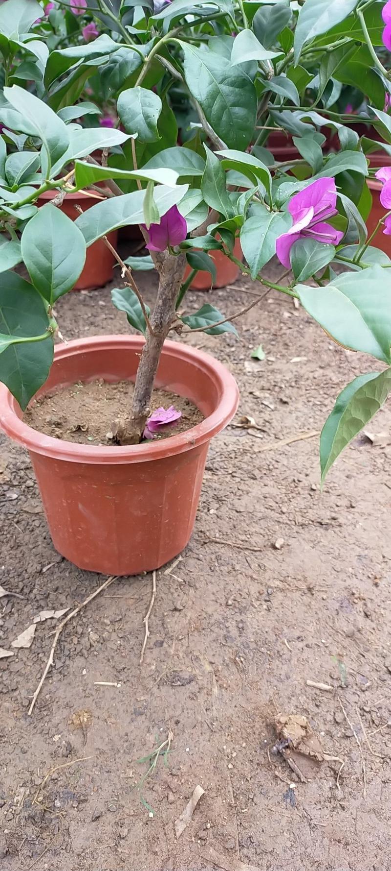【推荐】三角梅苗（中国红，紫色）盆栽地地栽包成活包品种