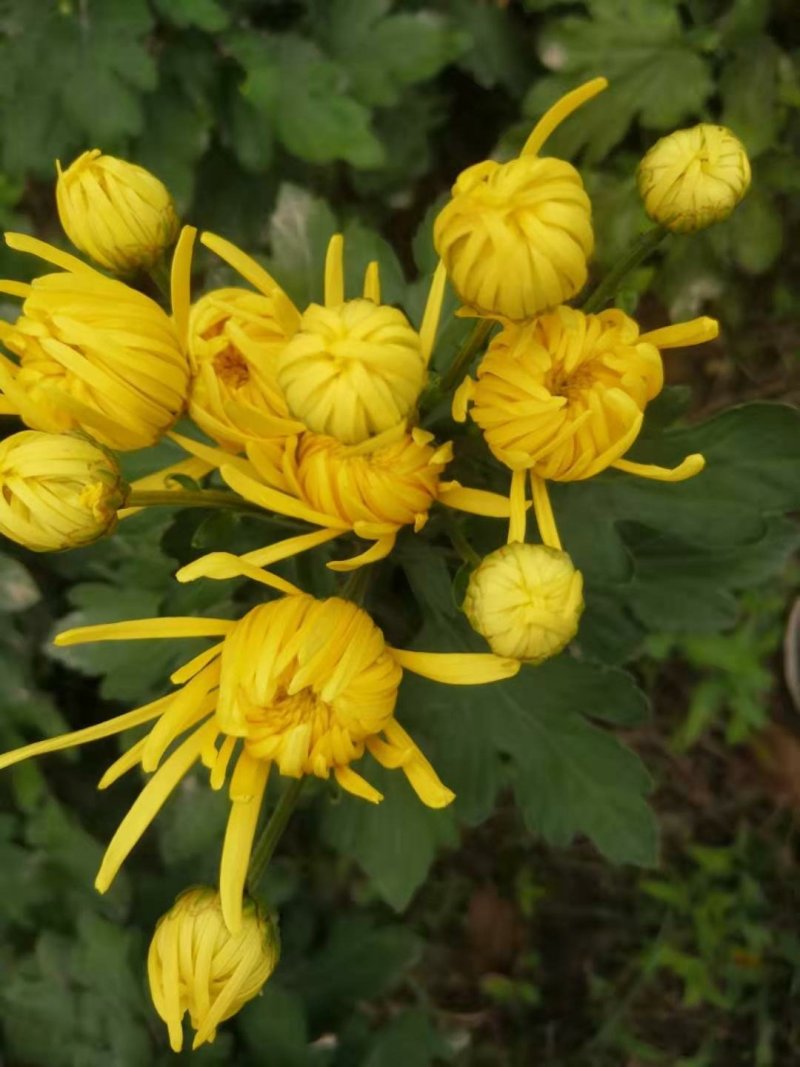 干湿金丝皇菊