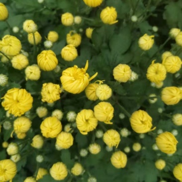 干湿金丝皇菊