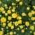 干湿金丝皇菊
