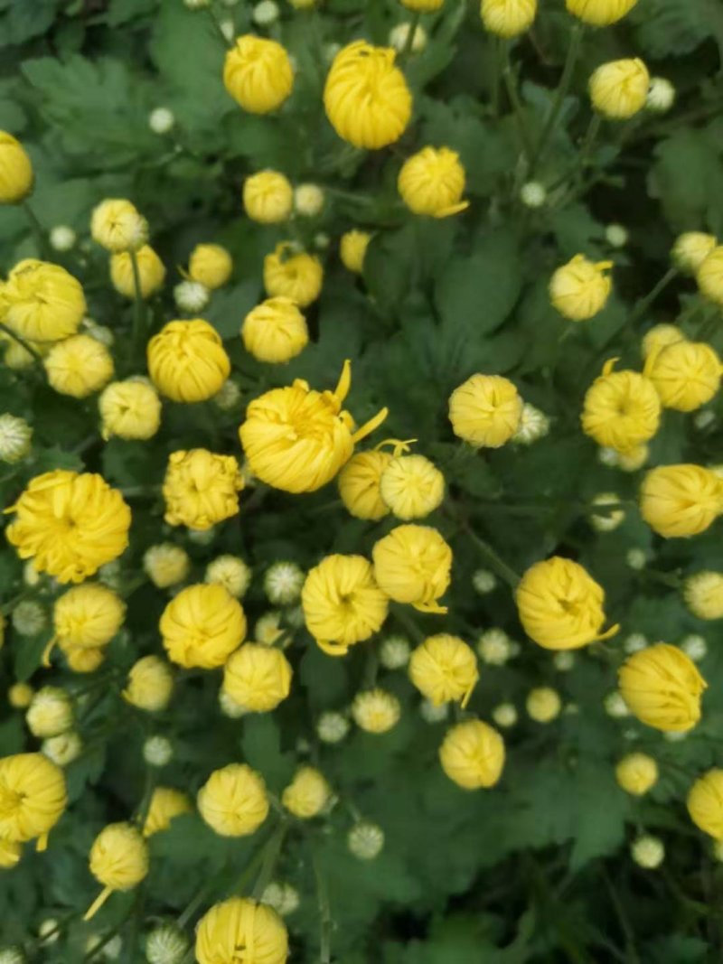 干湿金丝皇菊