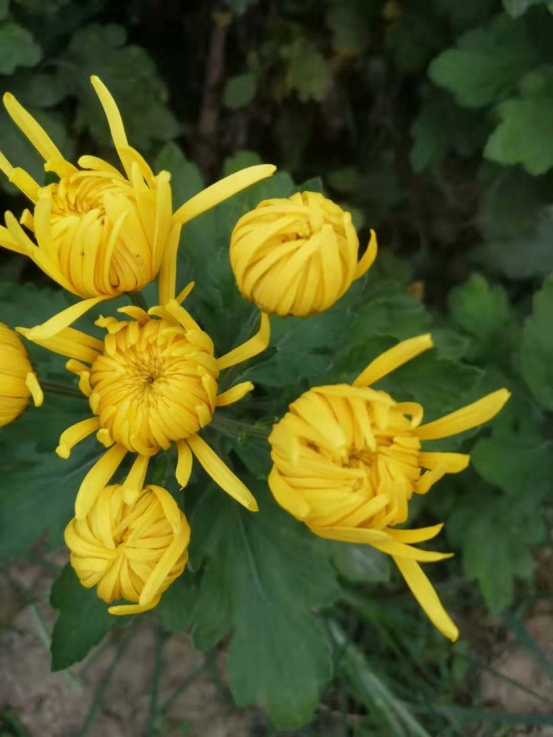 干湿金丝皇菊