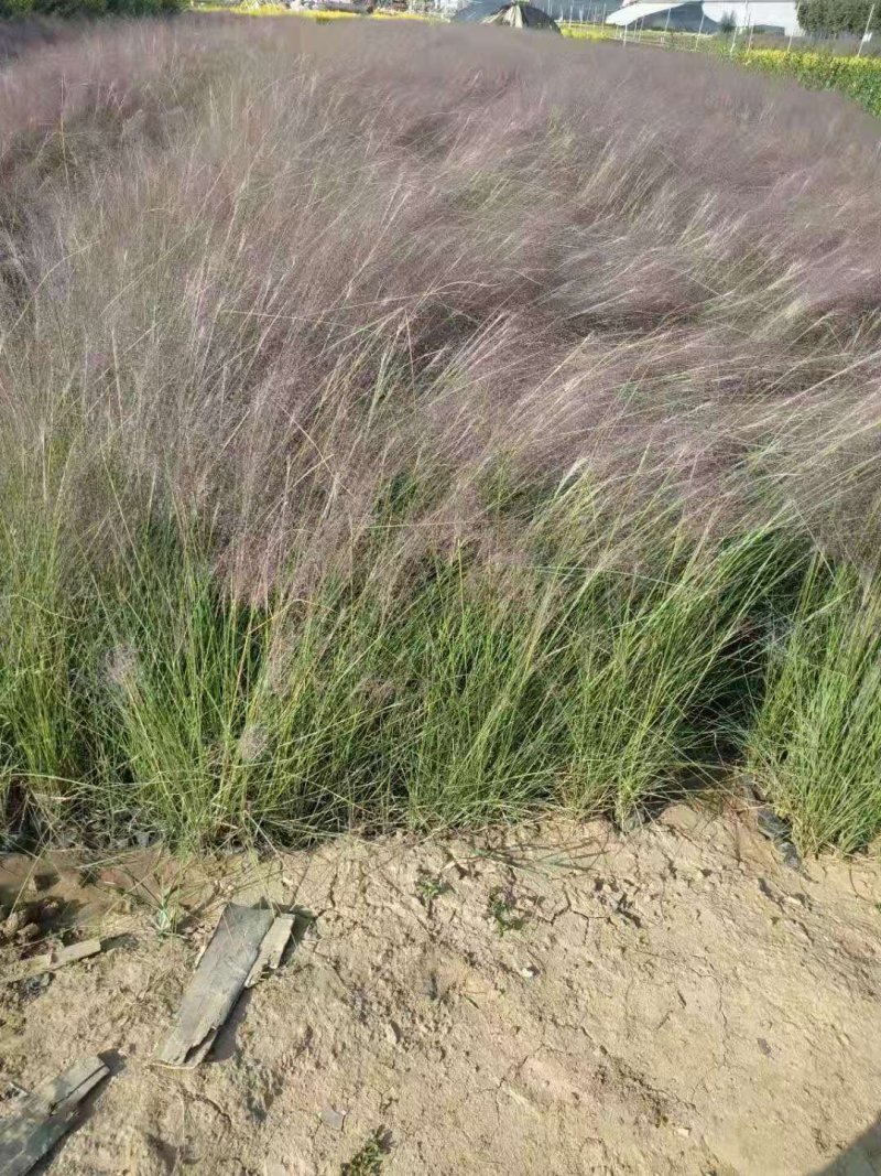 粉黛乱子草，花海工程苗，适应性强易成活。