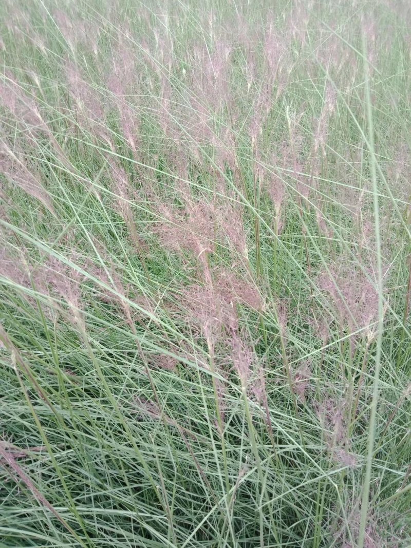 粉黛乱子草，花海工程苗，适应性强易成活。