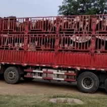 西门塔尔牛肉牛犊公牛货真价实可以线上交易安全有保障