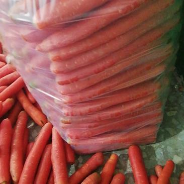 陕西红萝卜秤杆红萝卜大棒萝卜水洗红萝卜产地直发长期供货