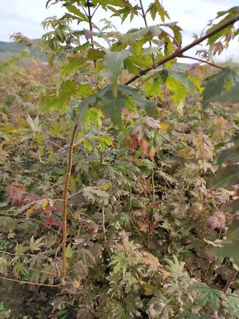 九角枫东北乡土树种秋季变色绿化苗木实地看苗订购