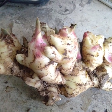 生姜