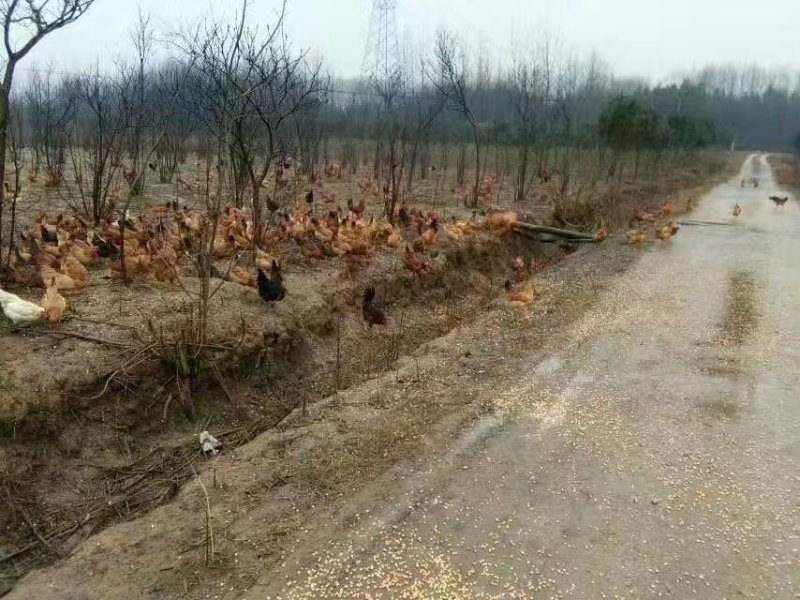正宗散养土鸡蛋一件代发，包邮