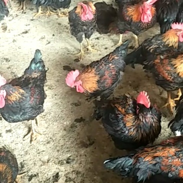 茶花鸡鸡羽漂亮散养
