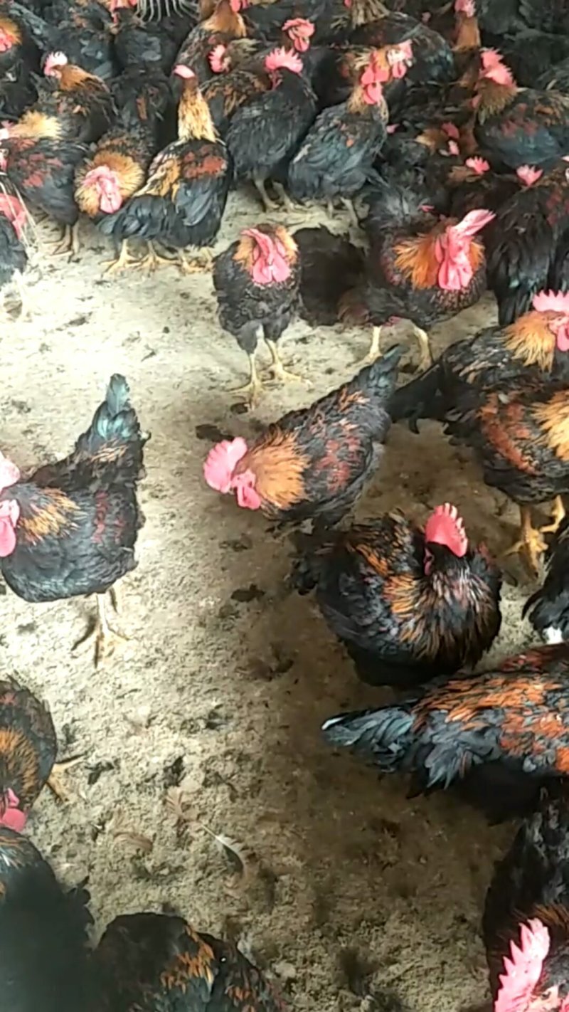 茶花鸡鸡羽漂亮散养