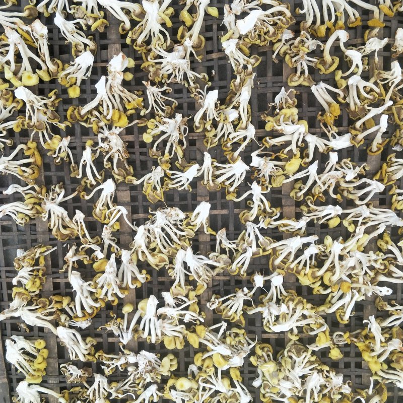 榆黄菇