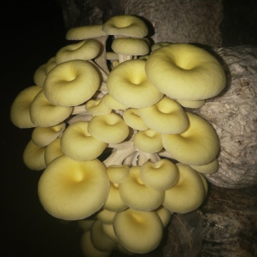 榆黄菇