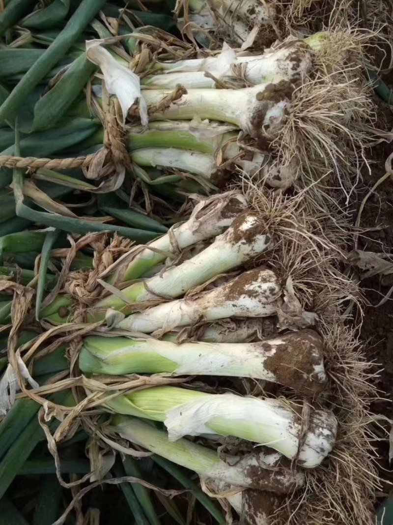 鸡腿大葱，头大，白子高，耐储存，可基地考察，确保质量