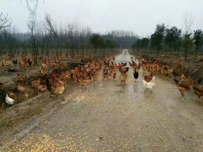 正宗散养土鸡蛋一件代发，包邮
