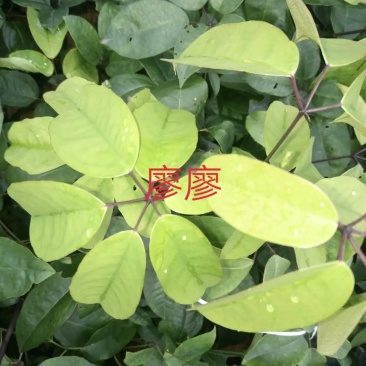 九月黄苗七叶木通五叶木通九月瓜