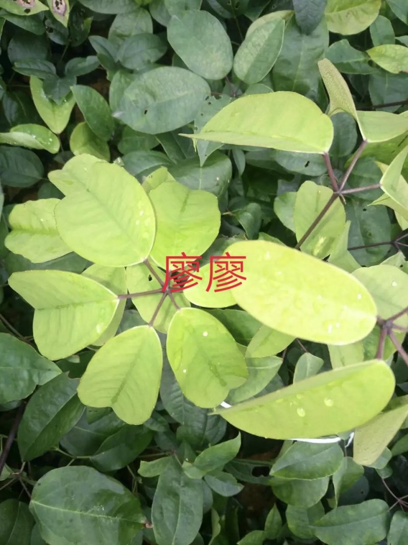 九月黄苗七叶木通五叶木通九月瓜