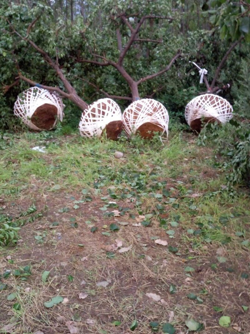 陕西杏树，10-20公分各种规格