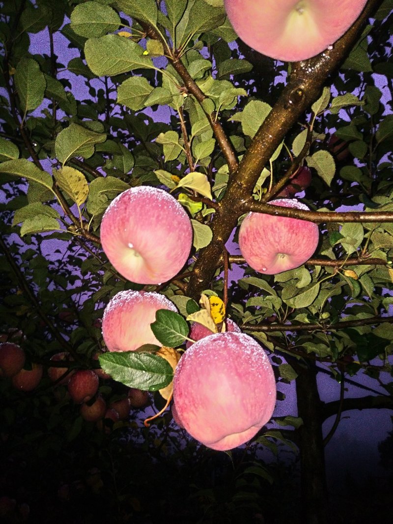 苹果全国包邮