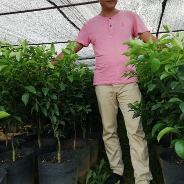 沙糖桔特级大杯苗次年挂果匠心之作免费技术支持