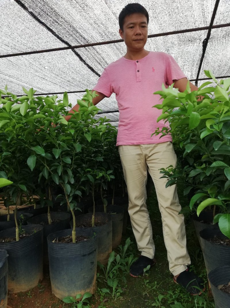 沙糖桔特级大杯苗次年挂果匠心之作免费技术支持