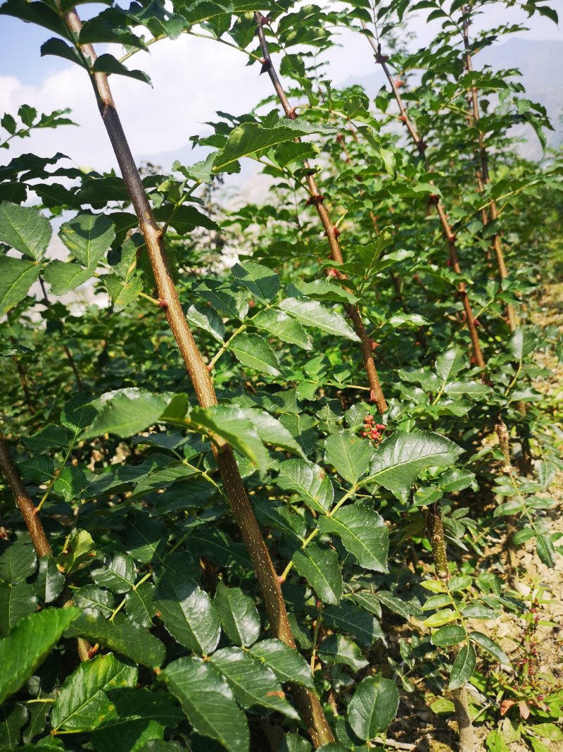 甘肃陇南原生苗、无刺花椒苗包邮、包技术指导，包回收