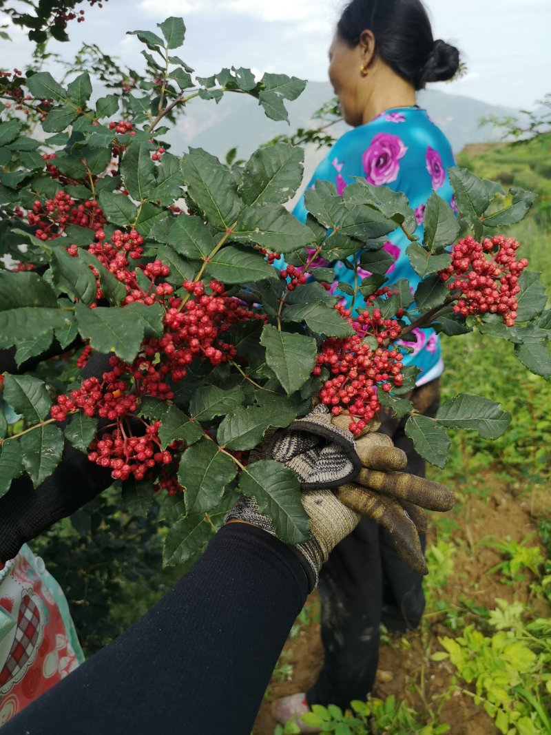 甘肃陇南原生苗、无刺花椒苗包邮、包技术指导，包回收