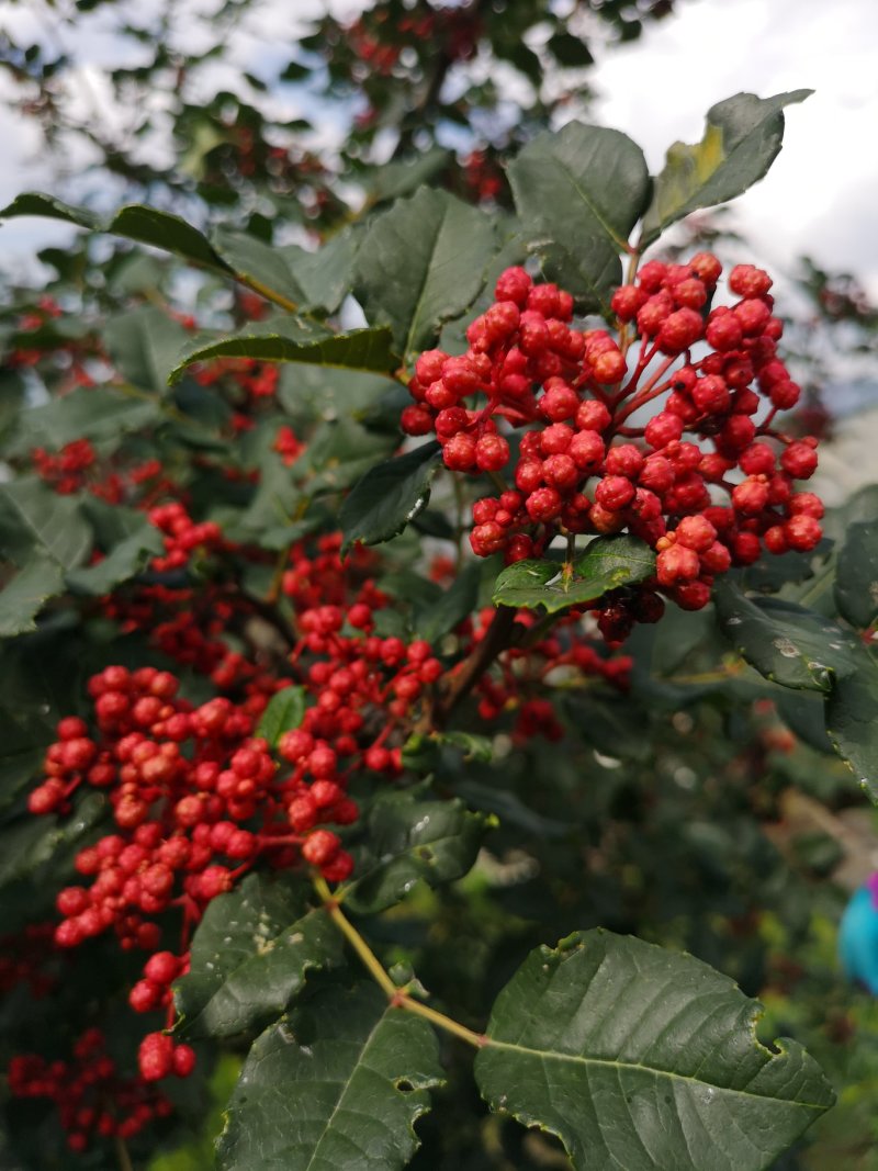 甘肃陇南原生苗、无刺花椒苗包邮、包技术指导，包回收