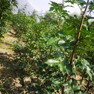 甘肃陇南原生苗、无刺花椒苗包邮、包技术指导，包回收