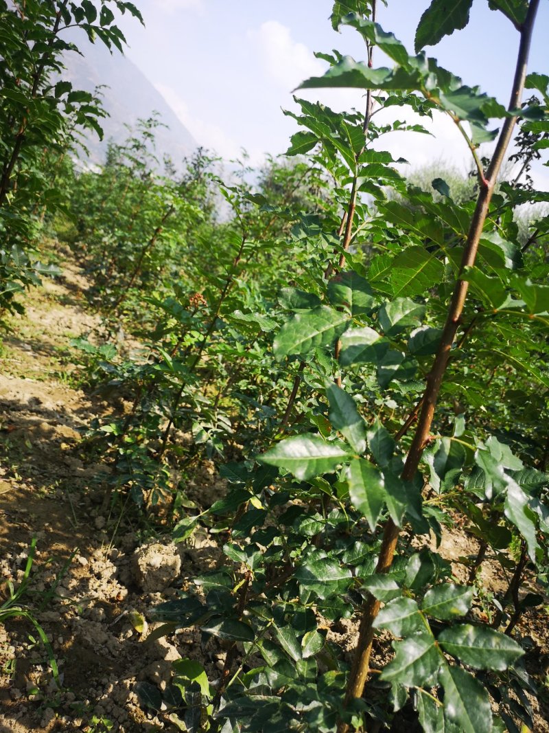 甘肃陇南原生苗、无刺花椒苗包邮、包技术指导，包回收