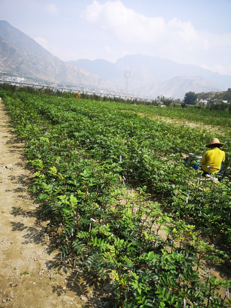 甘肃陇南原生苗、无刺花椒苗包邮、包技术指导，包回收