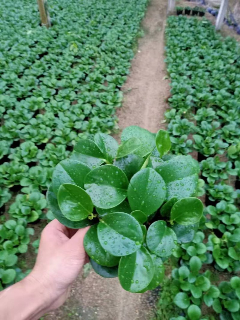 碧玉又名豆瓣绿观叶植物