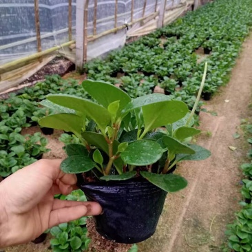 碧玉又名豆瓣绿观叶植物