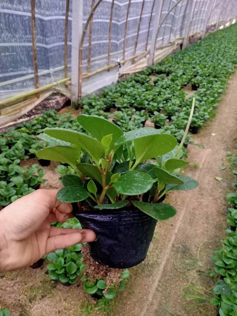 碧玉又名豆瓣绿观叶植物