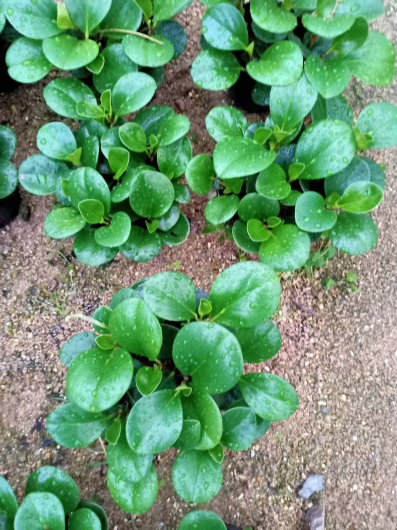 碧玉又名豆瓣绿观叶植物