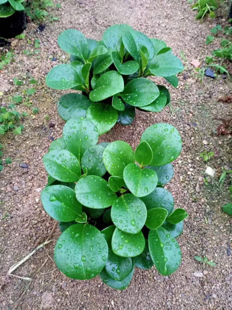碧玉又名豆瓣绿观叶植物